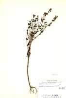 藏品(巒大當藥)的圖片